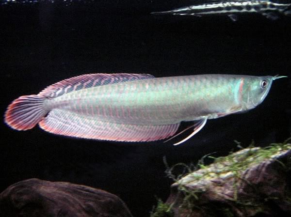 Cá[-]ngân[-]long[-]có[-]giá[-]thành[-]tương[-]đối[-]rẻ,[-]20-25[-]đô-la[-]một[-]con[-]nên[-]chúng[-]là[-]loài[-]cá[-]rồng[-]được[-]nuôi[-]phổ[-]biến[-]nhất.